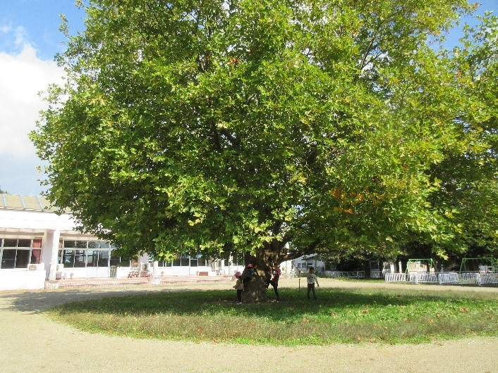 プラタナスの木陰で遊ぶ子どもの写真